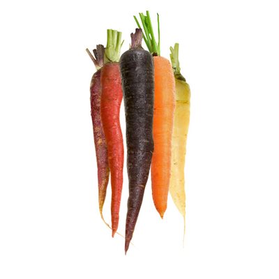 Carottes Nantaine Couleurs Biologiques Carottes Nantaine Couleurs Biologiques