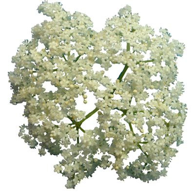 Fleurs de sureau bio séchées 7g Fleurs de sureau bio séchées 7g